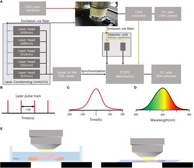 Usefulness of Intravital Multiphoton Microscopy in Visualizing Study of Mouse Cochlea and Volume Changes in the Scala Media